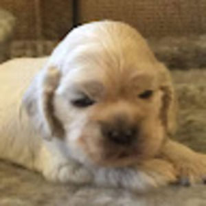 Meet your Posher, Sam